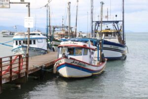 Safra liberada: pescadores de São Sebastião voltam ao mar para capturar camarão