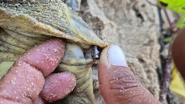 Cola no Rock News Litoral pra saber mais dessa aventura animal!