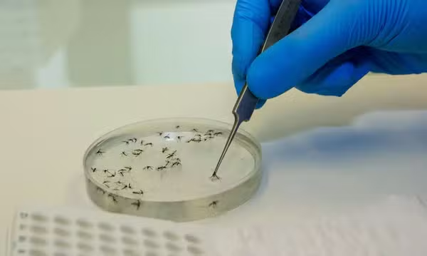 Confirmado o primeiro caso de febre Oropouche em Ubatuba; vírus transmitido por mosquito-pólvora acende alerta no litoral.