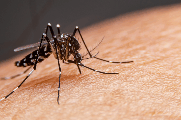 Primeira morte por dengue é confirmada em São Sebastião. Litoral Norte já soma mais de mil casos da doença em 2025.