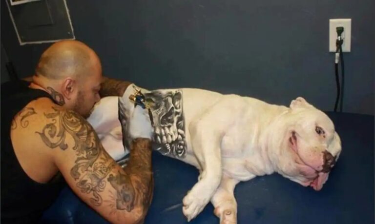 Nova lei criminaliza tatuagem e piercing em animais por fins estéticos. Veterinários alertam sobre riscos e sofrimento. Confira os detalhes.