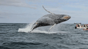 Atividade de avistamento de baleias impulsiona turismo de inverno no Litoral Norte, atrai milhares de visitantes e movimenta mais de R$ 130 milhões por temporada.