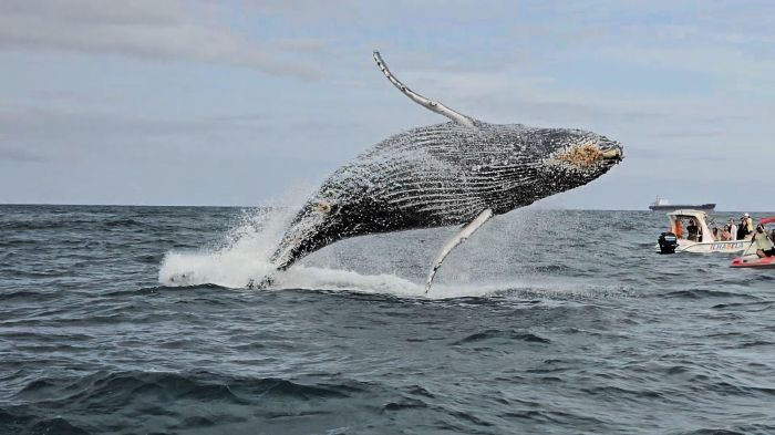 Atividade de avistamento de baleias impulsiona turismo de inverno no Litoral Norte, atrai milhares de visitantes e movimenta mais de R$ 130 milhões por temporada.